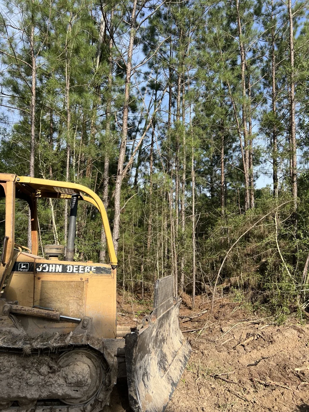 Pollard's John Deere dozer working a pine thicket
