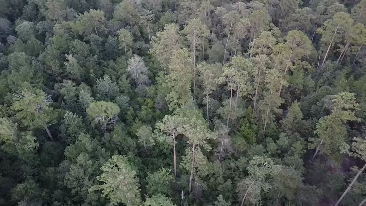Thick pine canopy from above — untouched growth