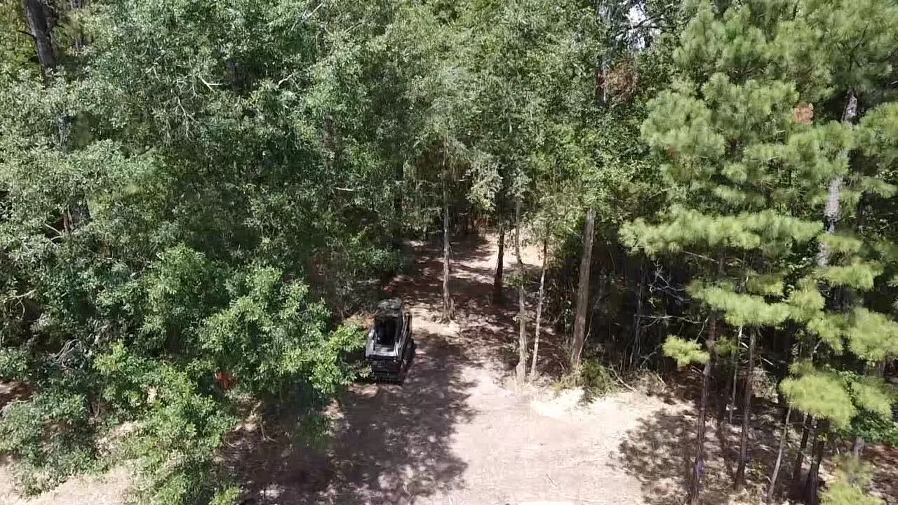 Tracked machine working understory brush beneath standing pines